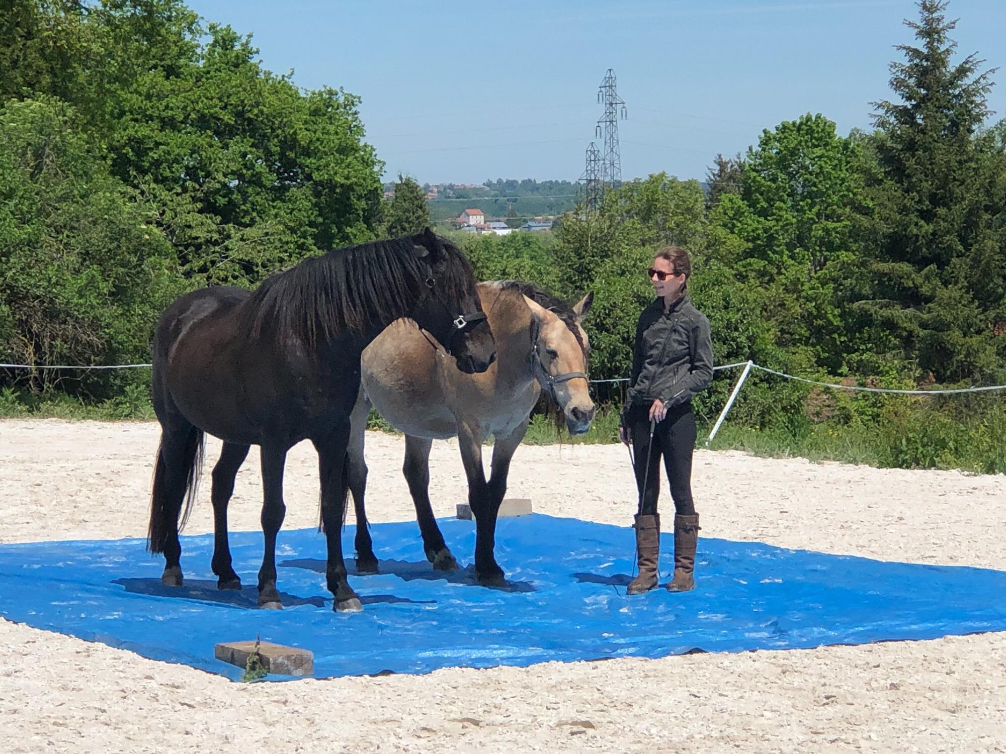 Passer une difficulté avec son cheval pour renforcer la confiance - Laure Souquet formation en ligne De Femme à Cheval