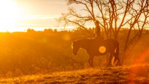 Laure Souquet - De Femme à Cheval - Equitation intuitive et connectée - Monter à cheval avec douceur et légèreté - Équitation sans mors