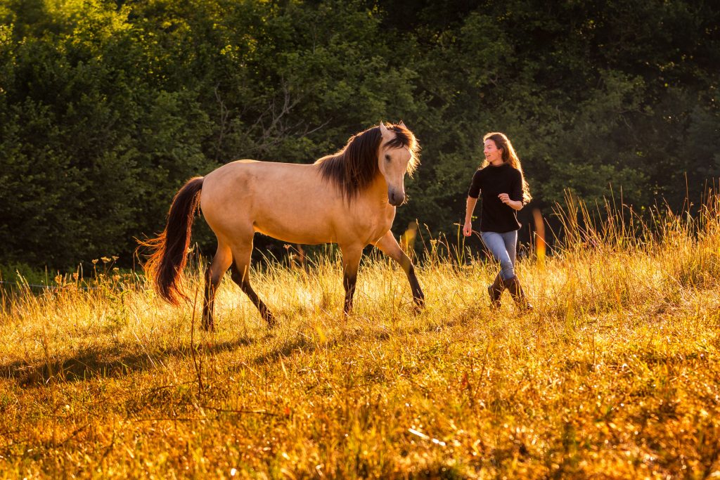 Journal de Valo - Séances vidéo commentées en direct de travail / dressage en main et en licol - Formation Équestre De Femme à cheval Laure Souquet
