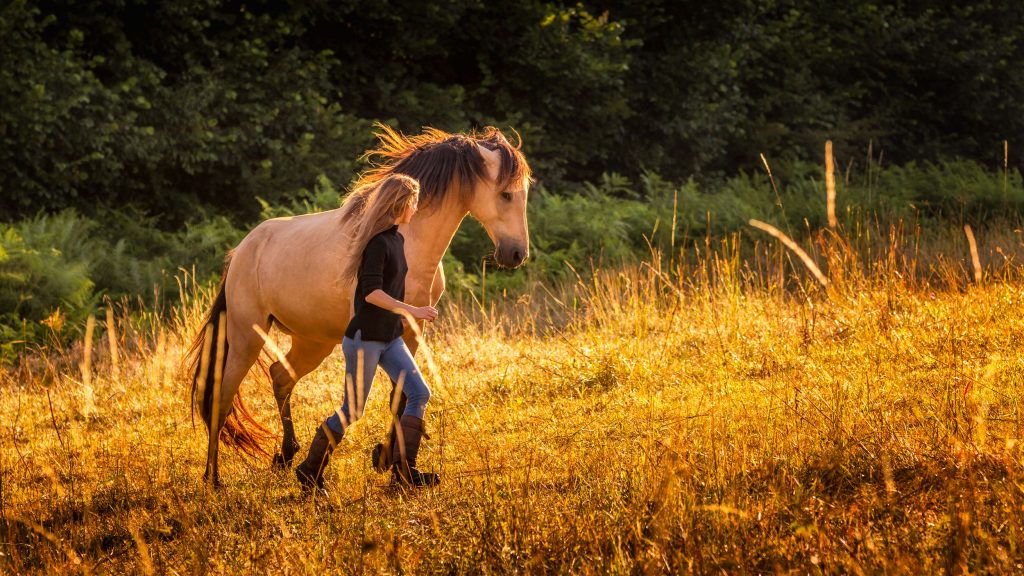 Communication claire avec le cheval travail à pied - Formation en ligne équestre