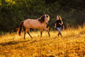 Journal de Valo - Séances vidéo commentées en direct de travail / dressage en main et en licol - Formation Équestre De Femme à cheval Laure Souquet