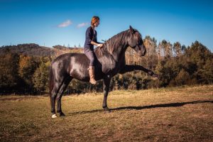 Comment motiver son cheval pour le travail monté ? - Laure Souquet - Formations Équestres De Femme à Cheval