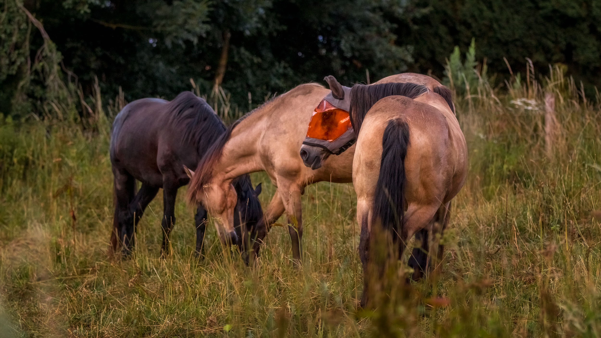 Comment être en sécurité au milieu d'un troupeau de chevaux ? - Laure Souquet - Formations équestres De Femme à Cheval