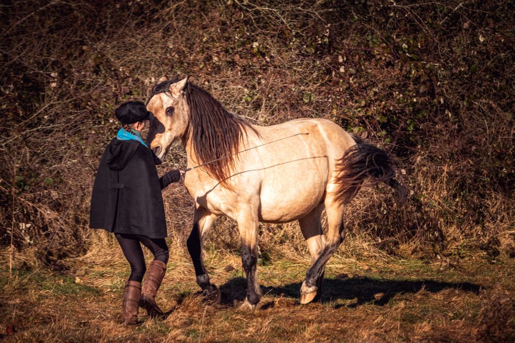 Journal de Zéphyr - Séances commentées en vidéo - Dressage sans mors et liberté - Formation Équestre en ligne Laure Souquet