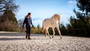Journal de Kiano - Séances commentées en direct en vidéo - Travail à pied et monté, dressage sans mors, liberté - Formation Équestre Laure Souquet