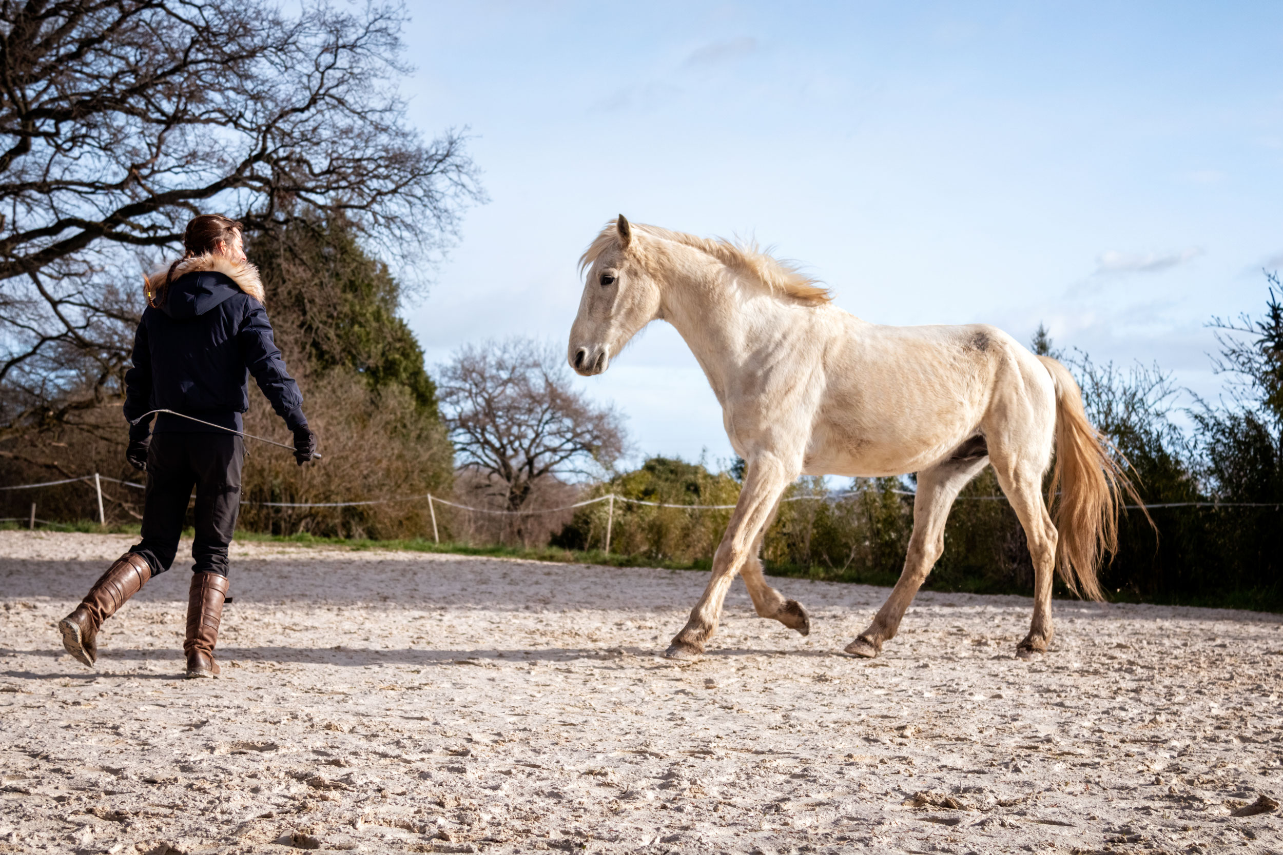 Cheval en forme : quel travail et à quelle fréquence ?