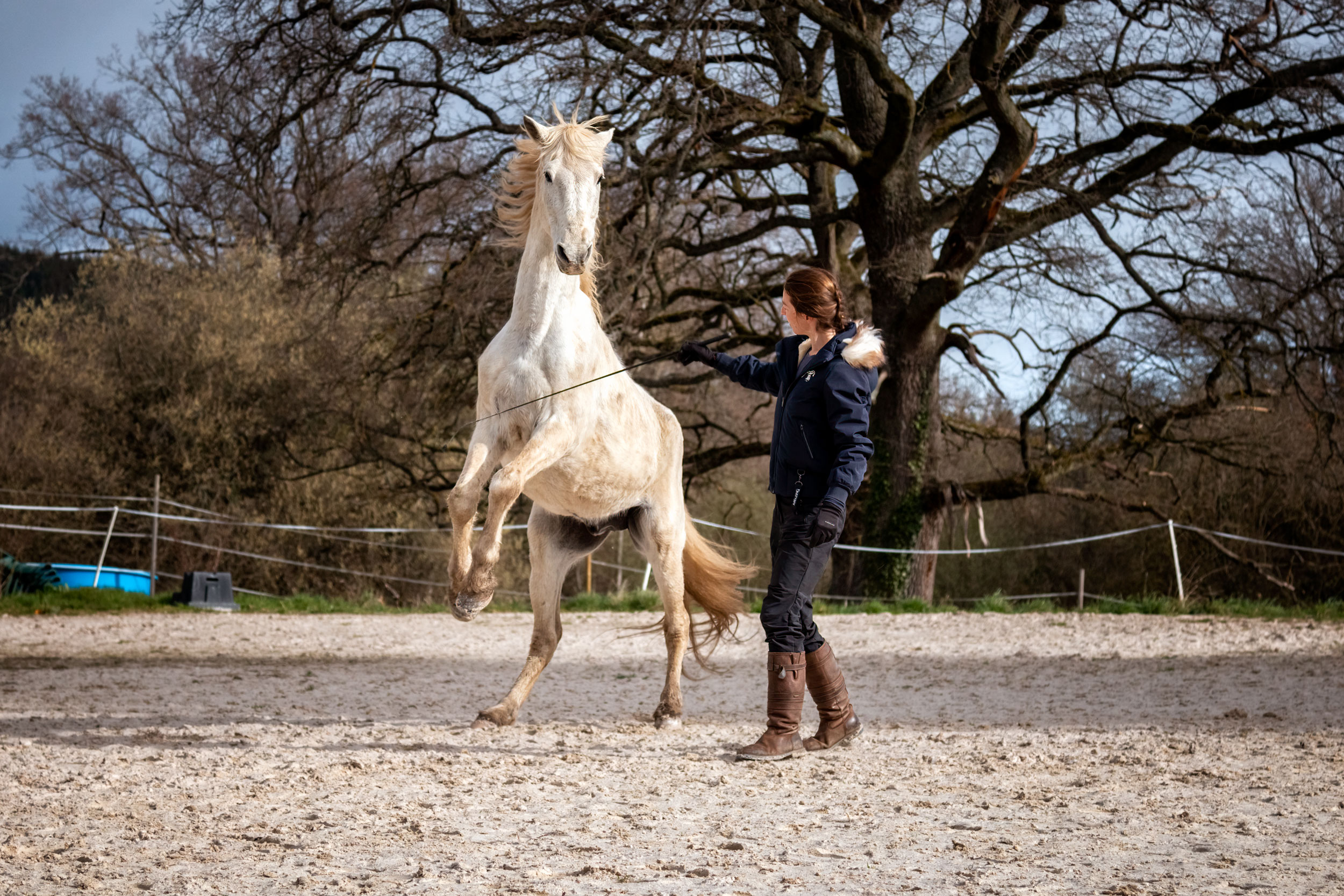 Un cheval peut-il vraiment jouer avec un humain ? - Laure Souquet - De Femme à Cheval Formations Équestres en ligne