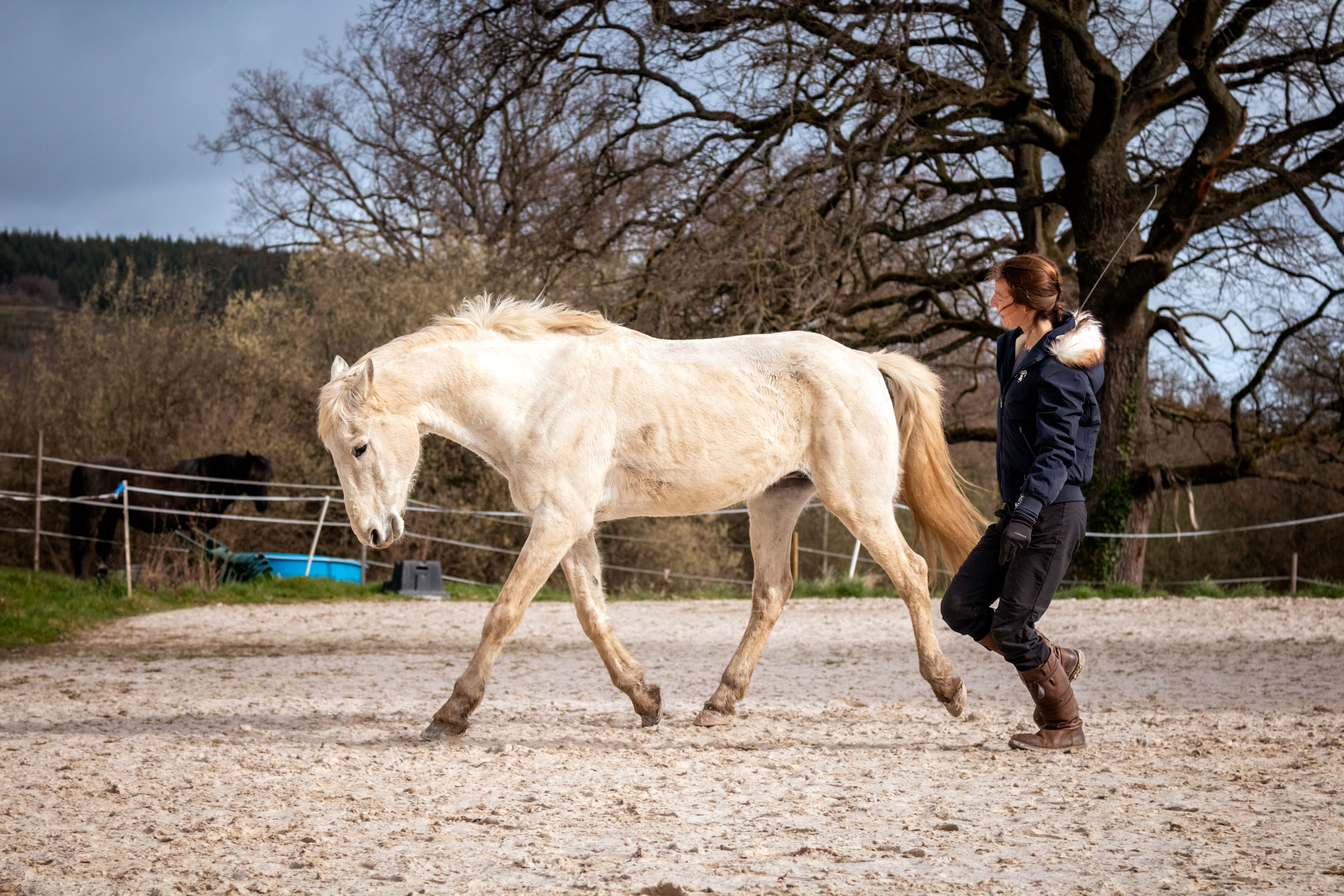 Communiquer avec un cheval c'est en continu - Laure Souquet - De Femme à Cheval - Formation Équestre en ligne