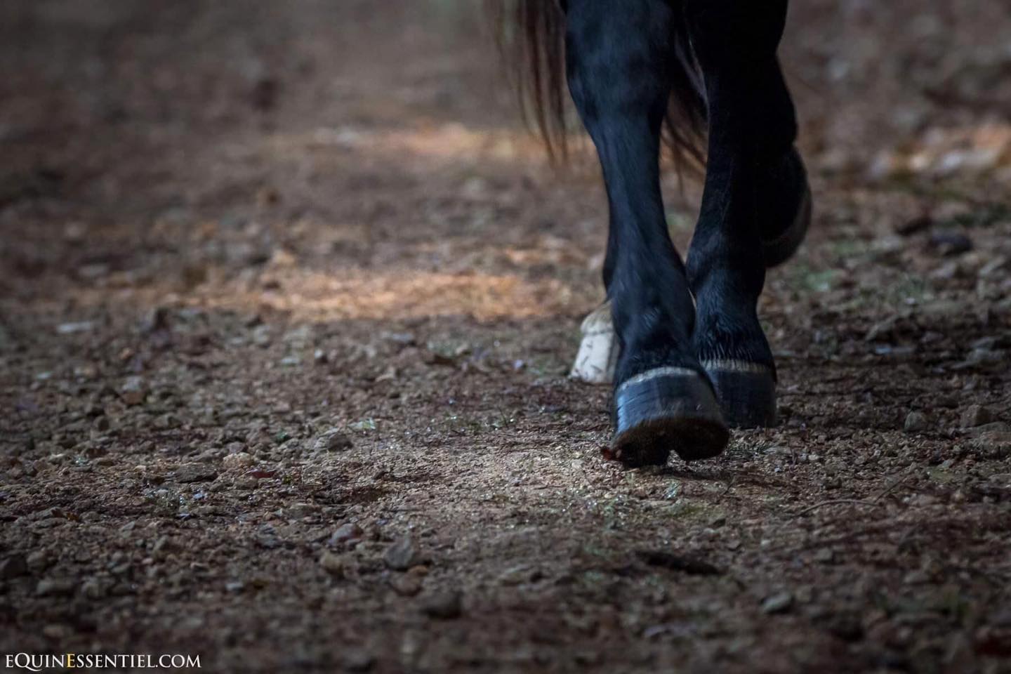 Cheval aux pieds sensibles, que faire ?