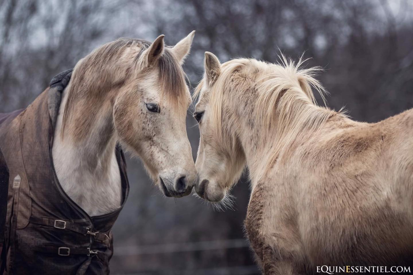 4 indices pour savoir si votre cheval est heureux en groupe