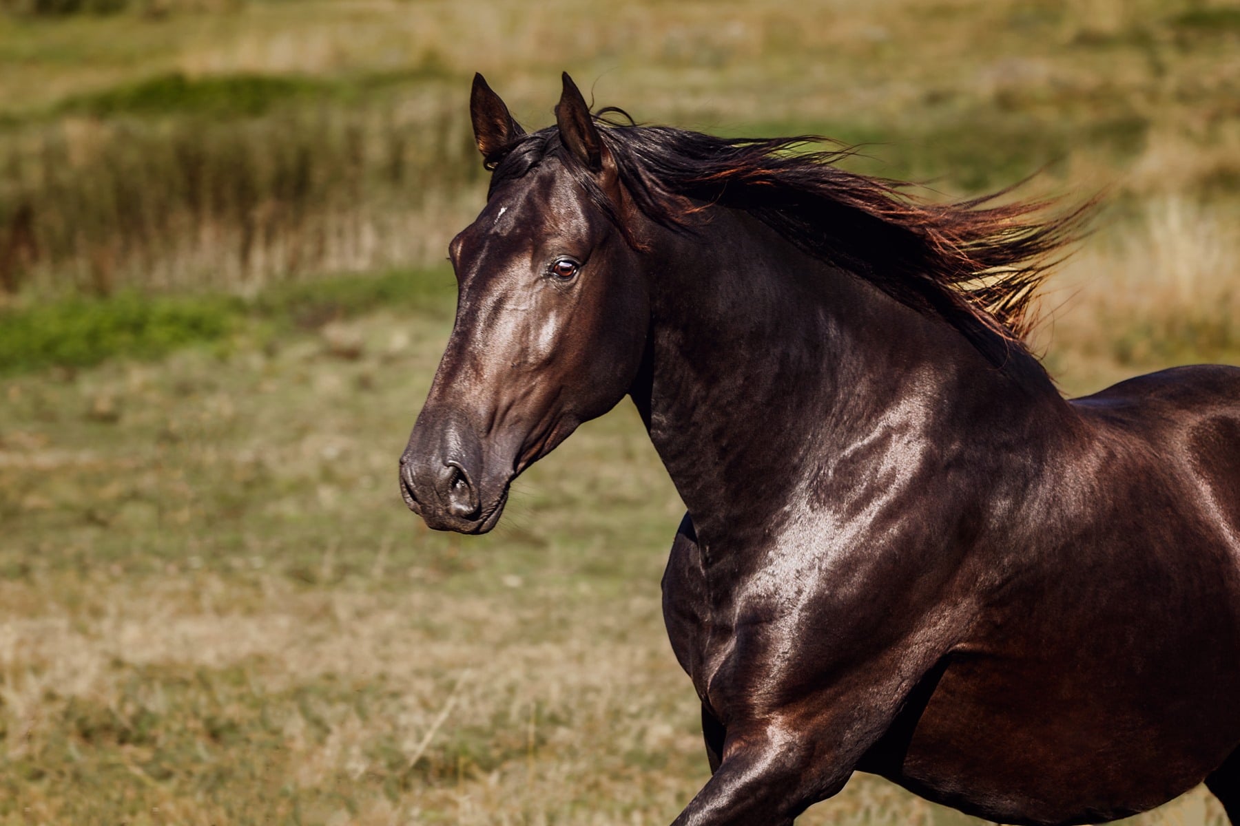 Aimer un cheval, qu'est-ce que ça veut dire ? - Laure Souquet - De Femme à Cheval Formation Équestre en ligne