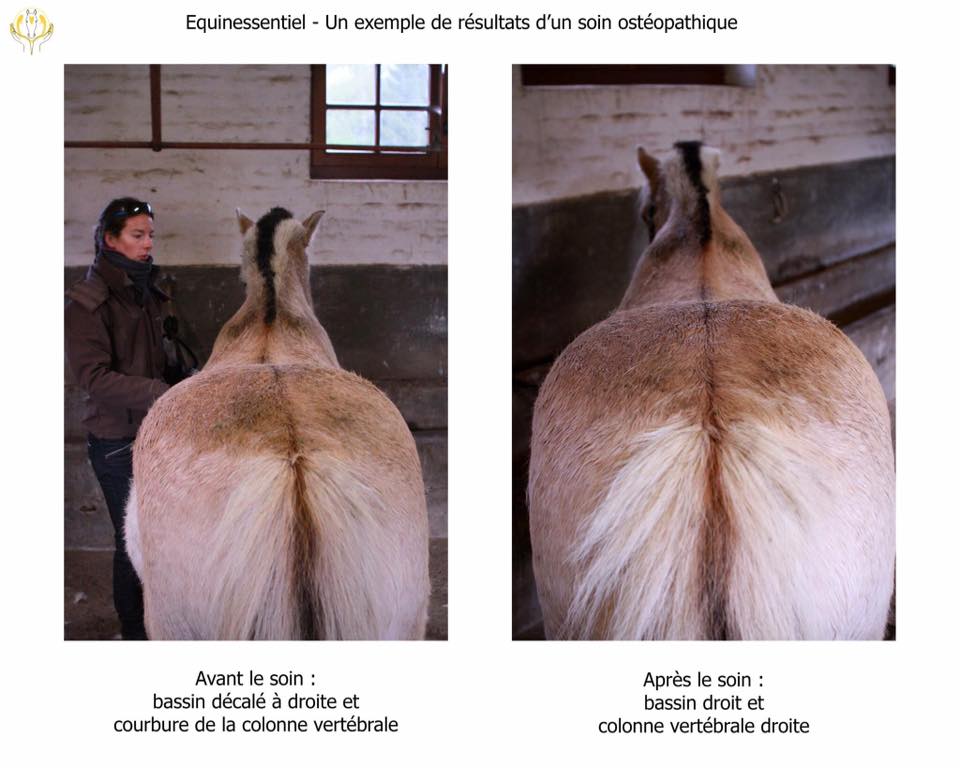 L’ostéopathie, une solution à la dissymétrie du cheval