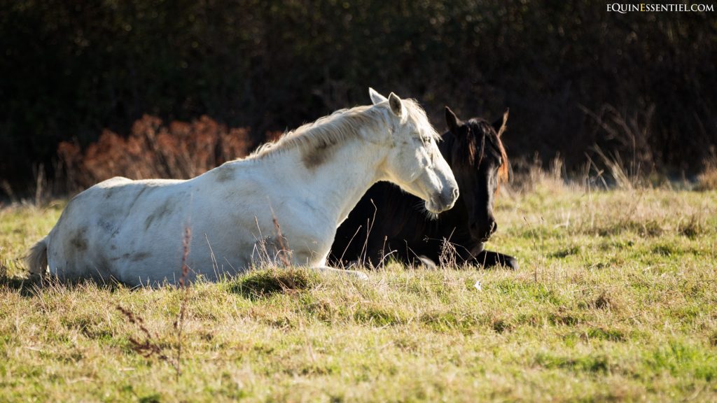 4 indices pour savoir si votre cheval est heureux en groupe / troupeau - Laure Souquet - Equinessentiel