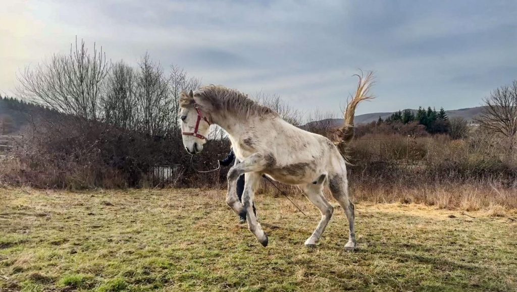 Journal de Danseur - Séances vidéo commentées à la recherche de l'équilibre par le dressage en main et en licol - Formation équestre De Femme à Cheval