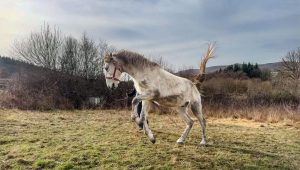Journal de Danseur - Séances vidéo commentées à la recherche de l'équilibre par le dressage en main et en licol - Formation équestre De Femme à Cheval