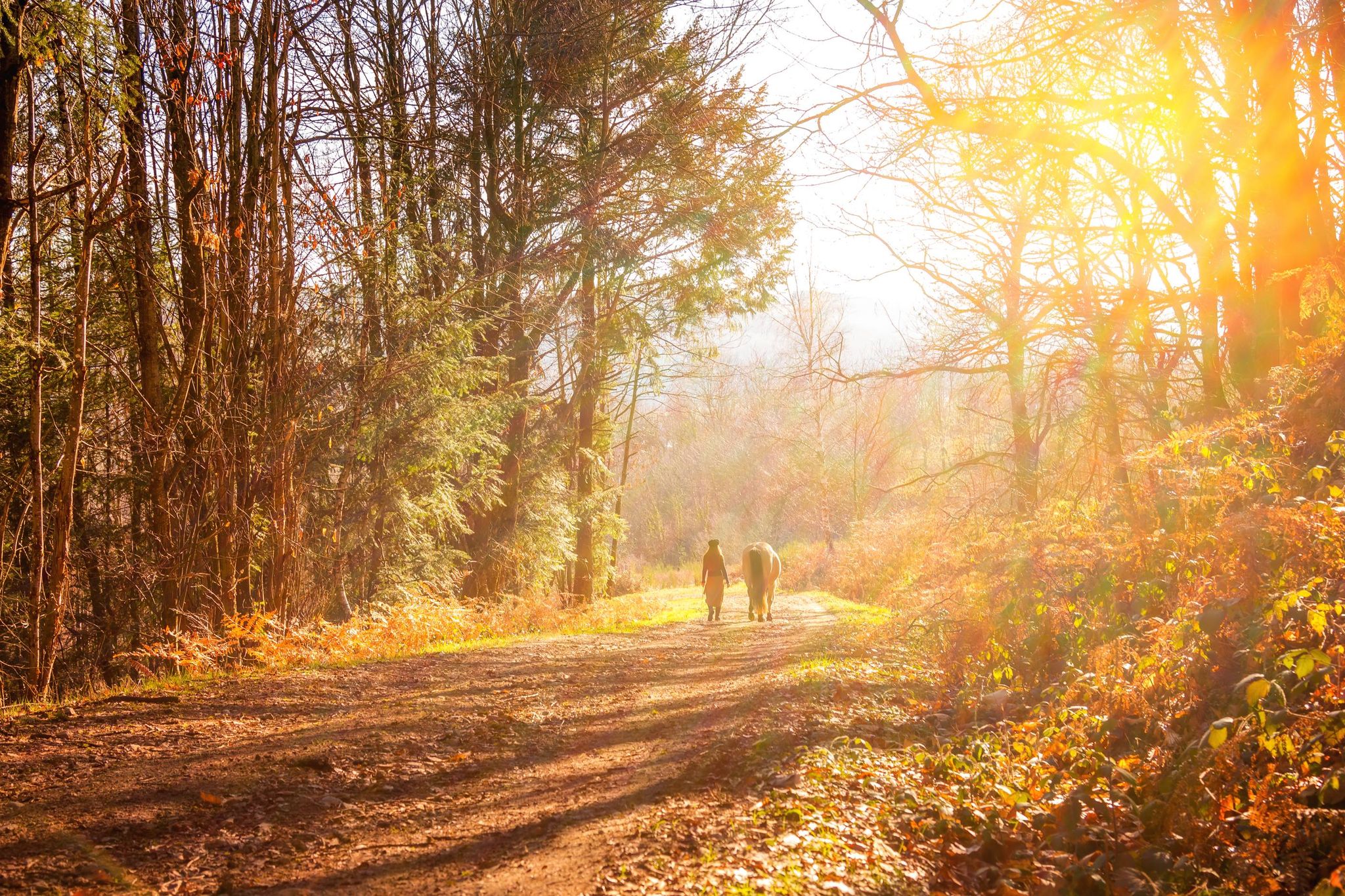 Un cheval qui te suit loin des autres en confiance