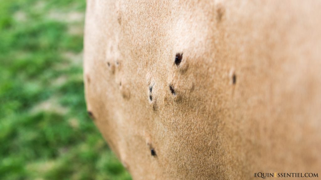 Soigner soulager la dermite estivale du cheval au naturel, vision globale - Laure Souquet - Equinessentiel