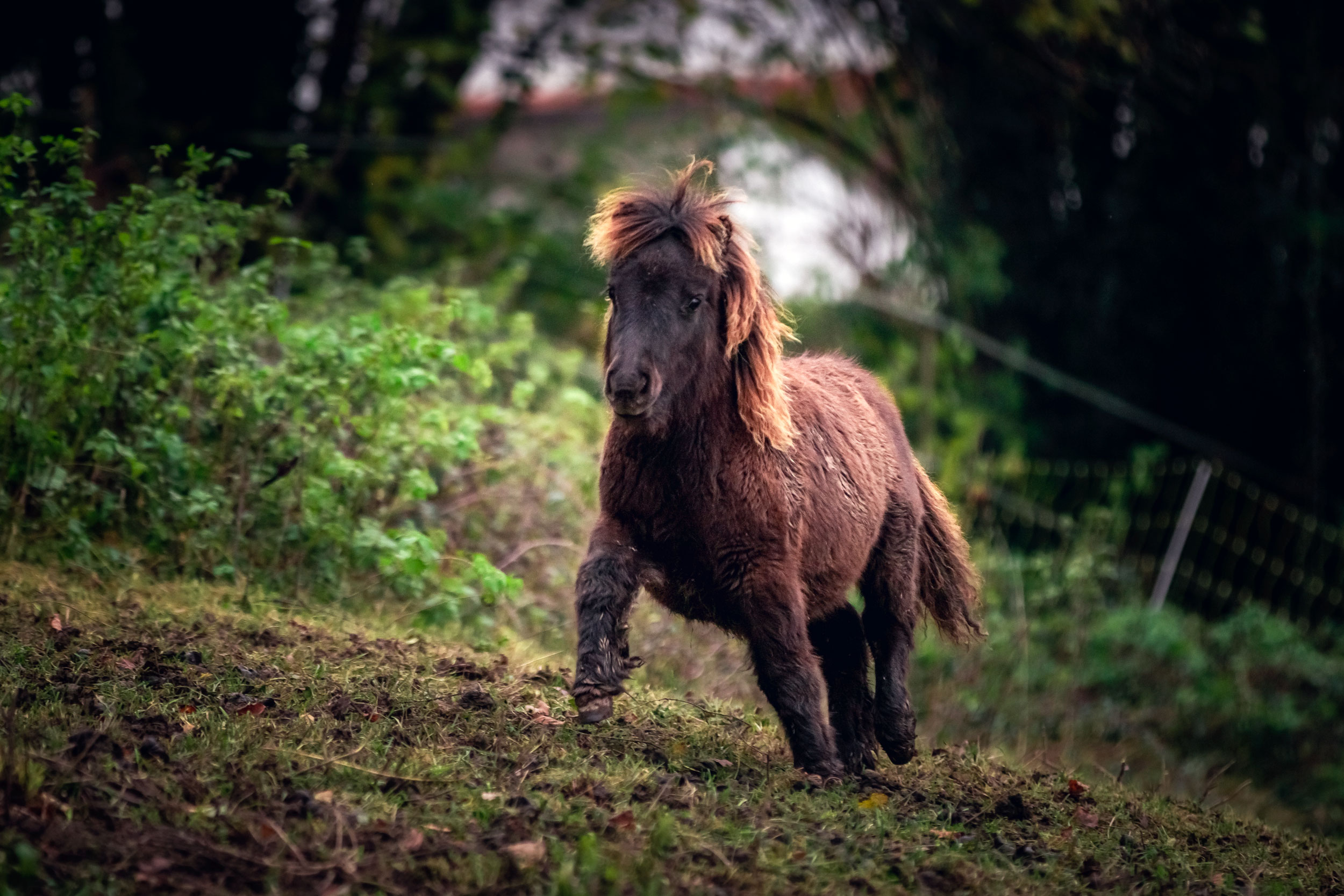 Et si le mouvement était la clé de la santé du cheval ?