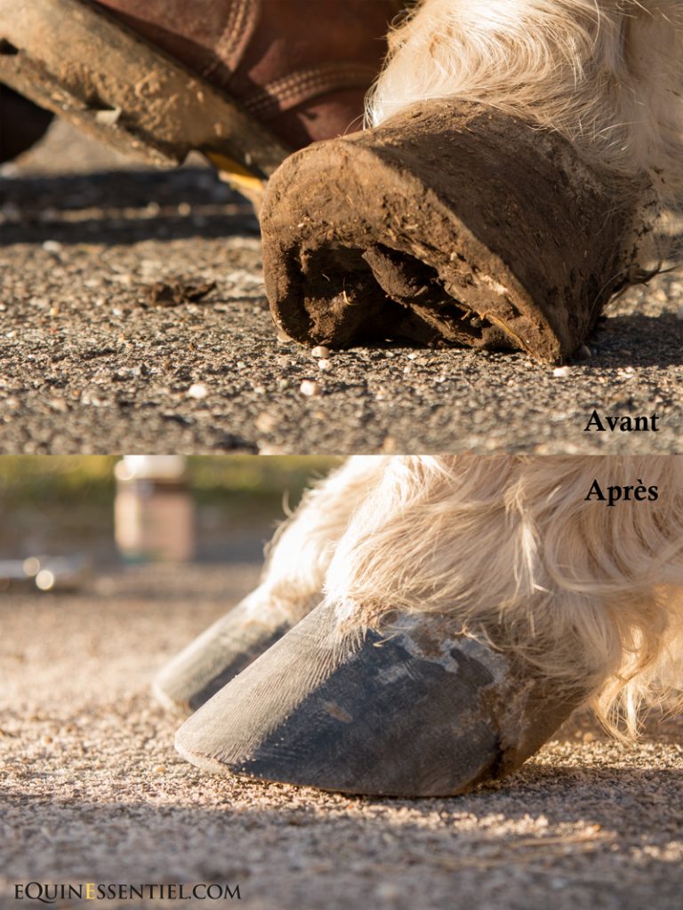 Rattraper des babouches chevaux poneys ânes parage - Laure Souquet - Equnessentiel