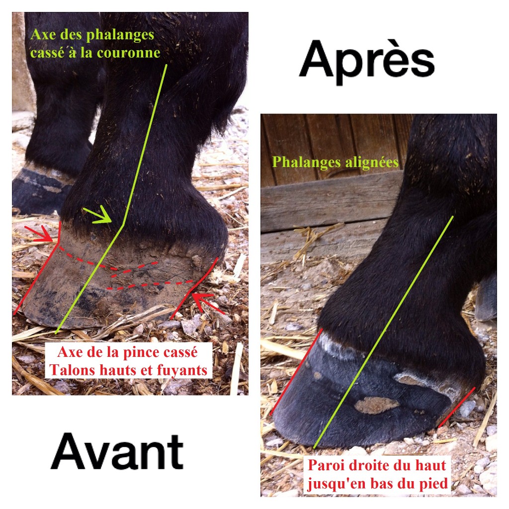 1er parage d&rsquo;un cheval – Exemple 2, pied droit et pied long en pince