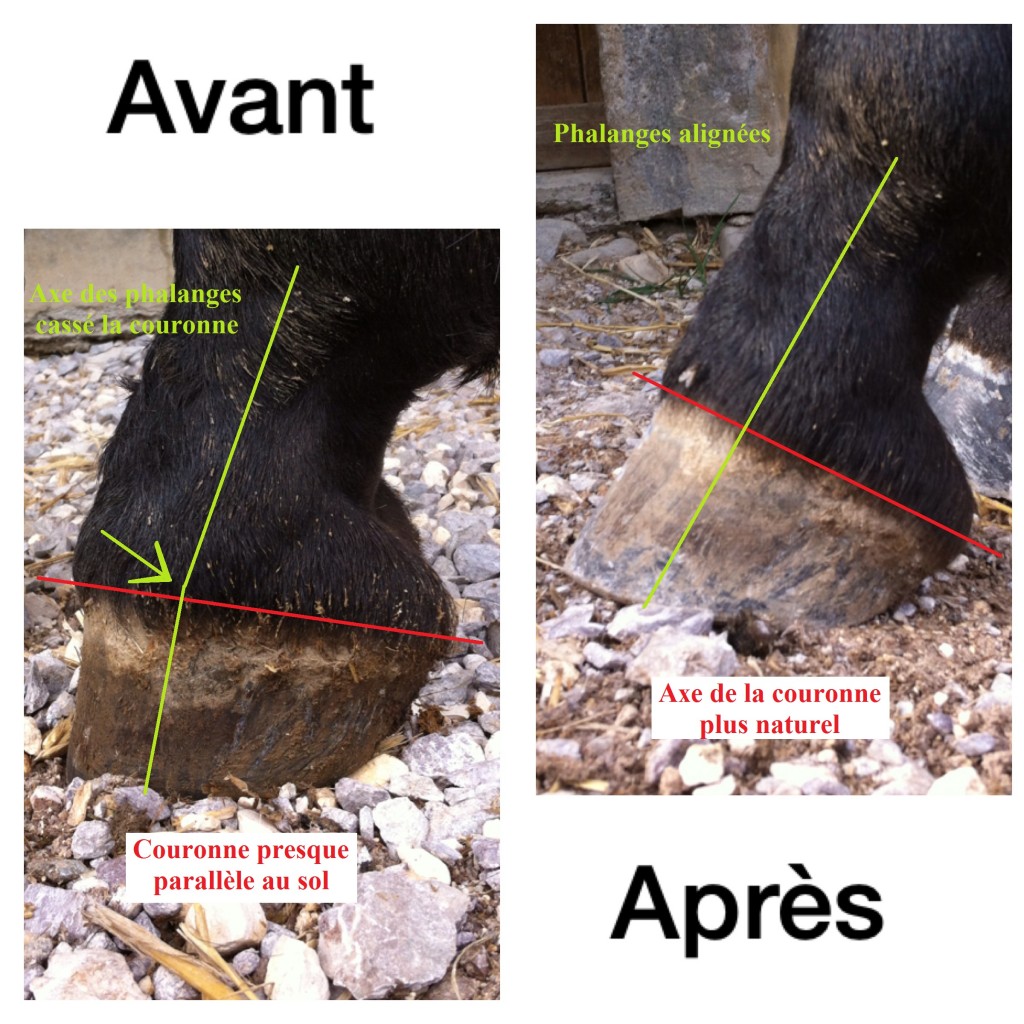 Premier parage d'un cheval exemple 2 - Laure Souquet - Equinessentiel
