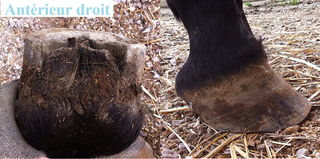 Premier parage d'un cheval exemple 2 - Laure Souquet - Equinessentiel