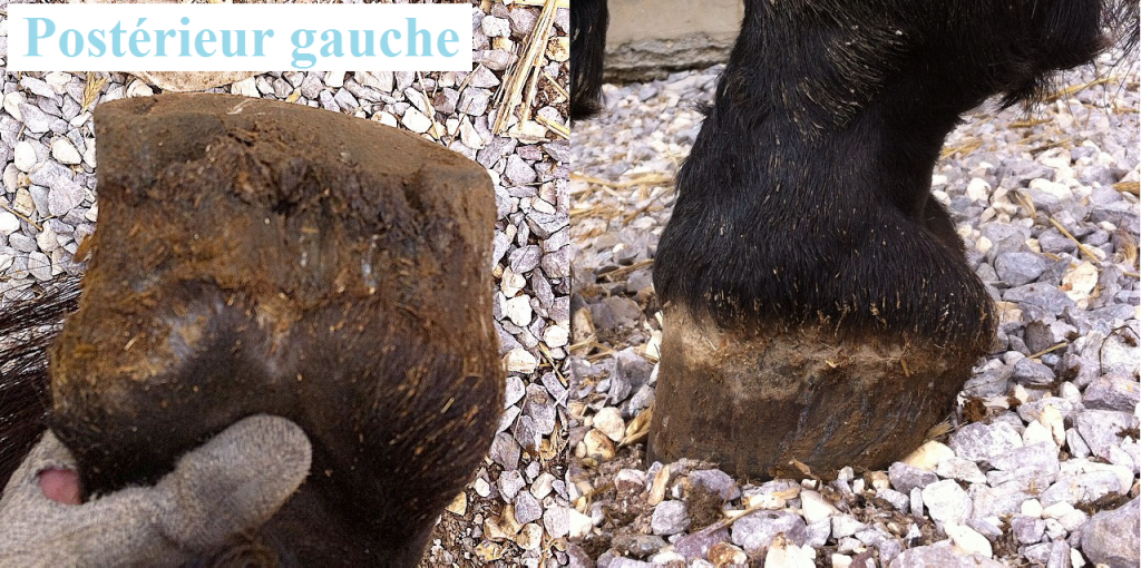 Premier parage d'un cheval exemple 2 - Laure Souquet - Equinessentiel