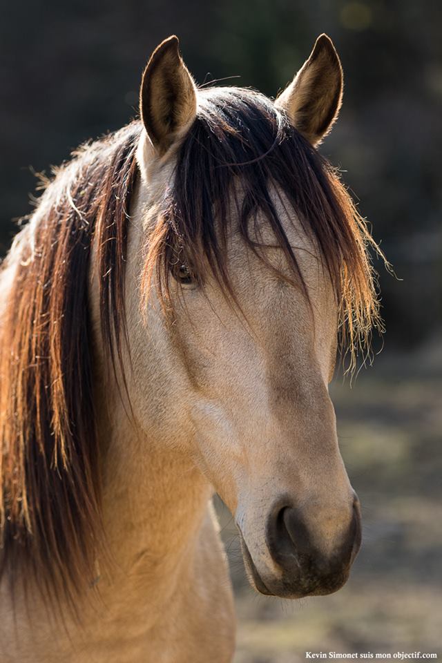 La spagyrie, le meilleur des plantes pour soigner votre cheval !
