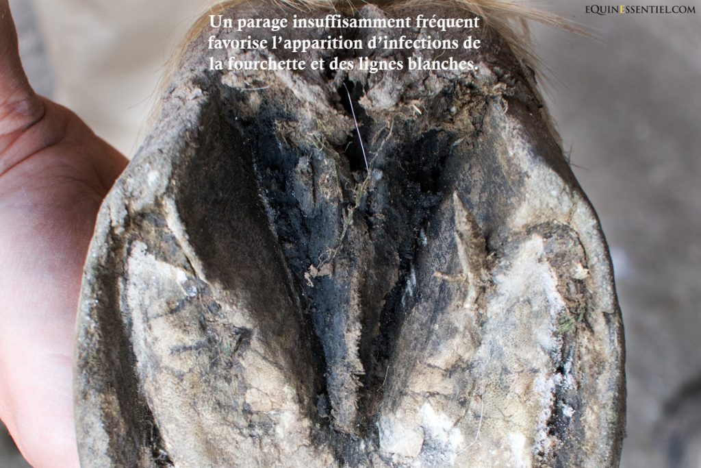 Soigner naturellement pourritures de fourchettes et fourmilières infection des lignes blanches du cheval - Laure Souquet - Equinessentiel