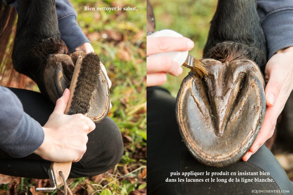 Soigner naturellement pourritures de fourchettes et fourmilières infection des lignes blanches du cheval - Laure Souquet - Equinessentiel