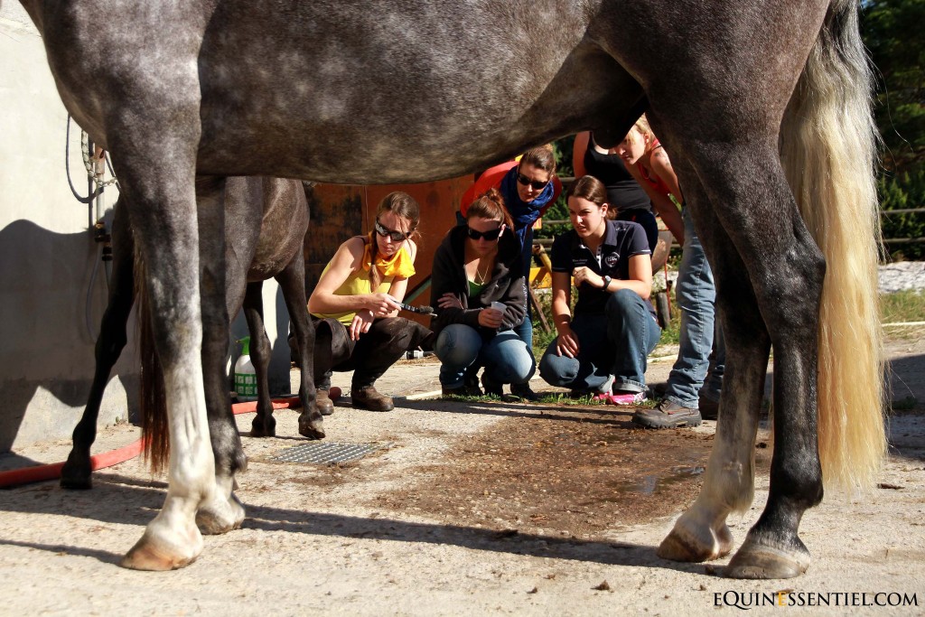 Pas de pied pas de cheval ! – Les rôles des pieds du cheval