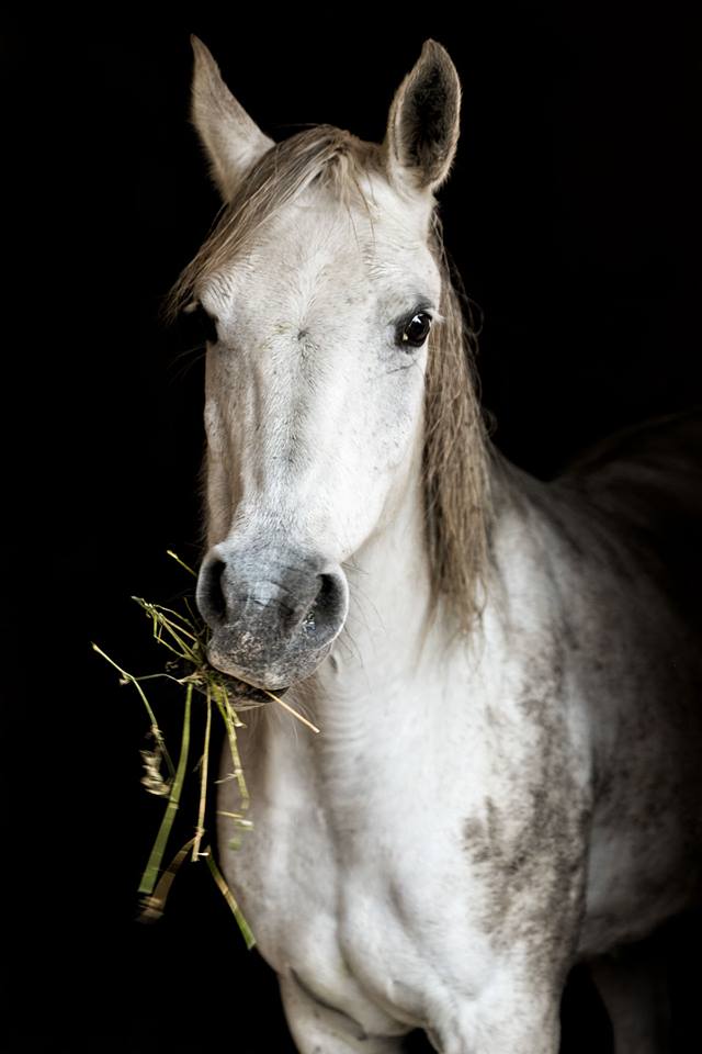 L’huile essentielle de Lavande Vraie pour soigner votre cheval