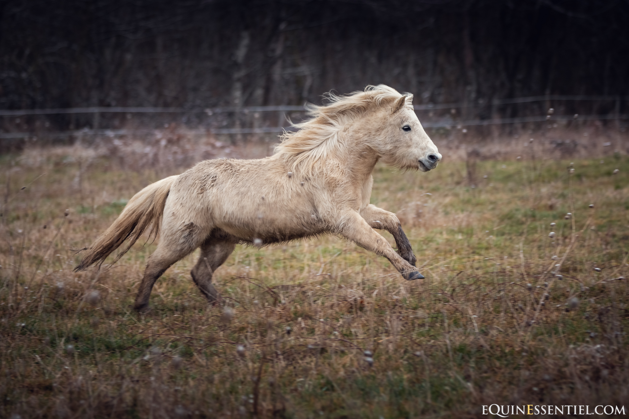 Mon cheval boite, comment gérer cette boiterie ?