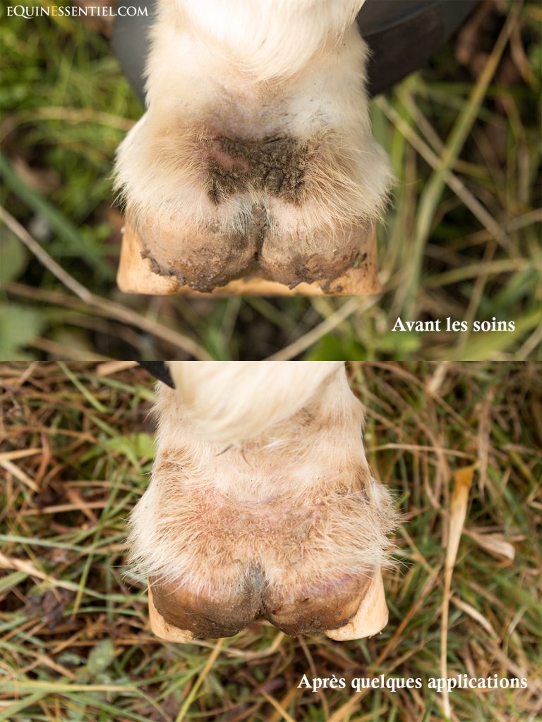 Soigner naturellement et efficacement la gale de boue du cheval - Laure Souquet - Equinessentiel