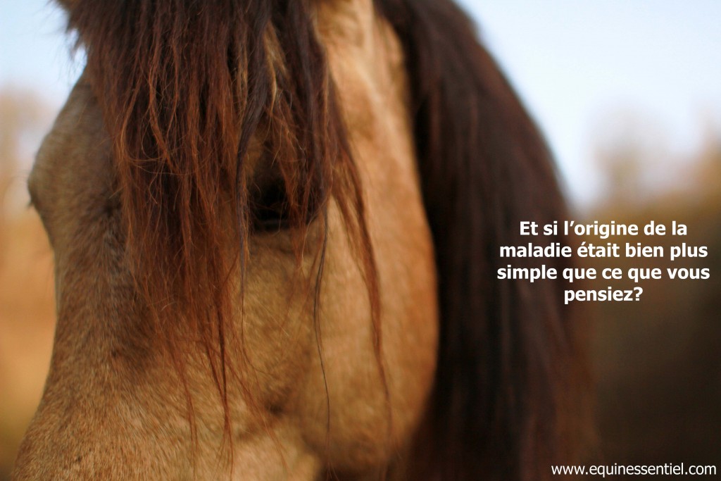 Comprendre la maladie d&rsquo;un cheval pour mieux le soigner