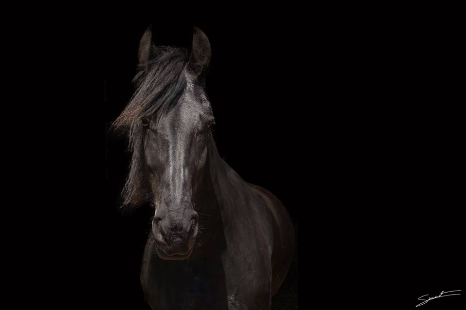 L’huile essentielle de Camomille Romaine pour apaiser le cheval