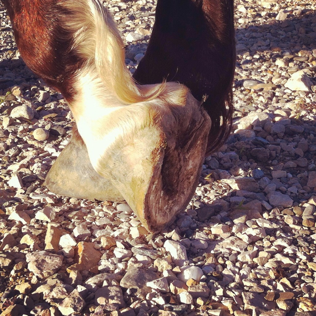 Tous les chevaux peuvent-ils vivre et fonctionner pieds nus ?