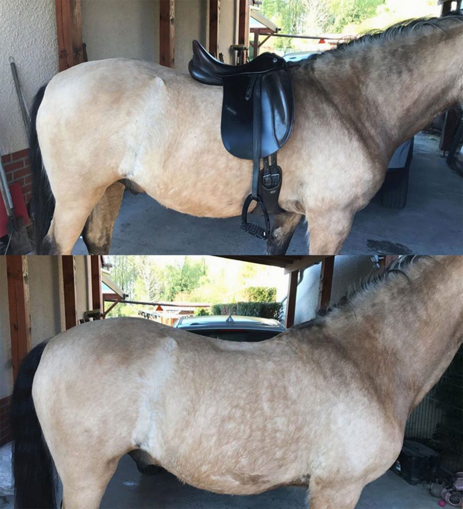 Pourquoi tout cavalier devrait savoir vérifier si sa selle est adaptée eu dos de son cheval - Laure Souquet - Equinessentiel
