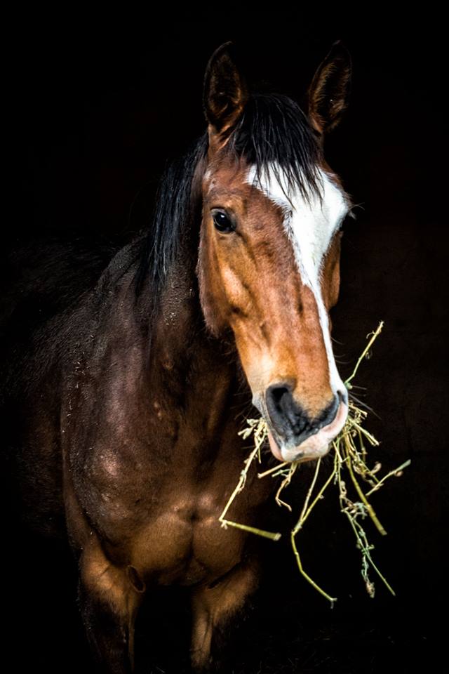 Ton cheval n’a que toi pour le protéger