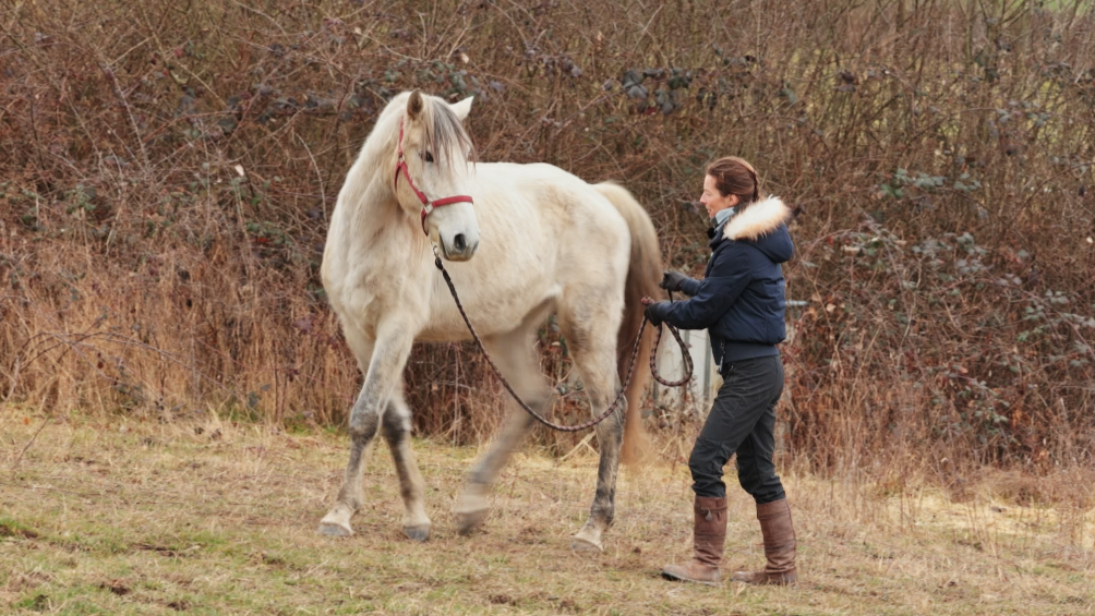 Comment bien longer son cheval et varier les exercices