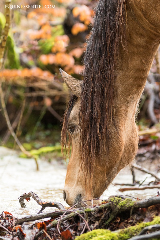 Éviter aux chevaux la boue dans les prés et sur les pistes