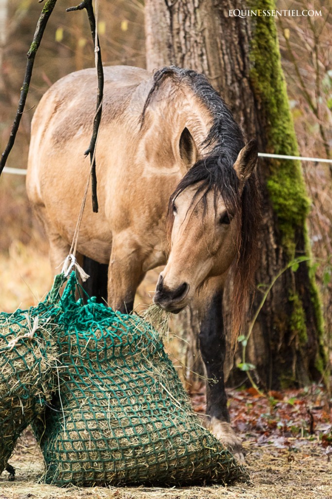 Éviter aux chevaux la boue au pré l'hiver gestion de pature - Laure Souquet - Equinessentiel la santé du cheval au naturel