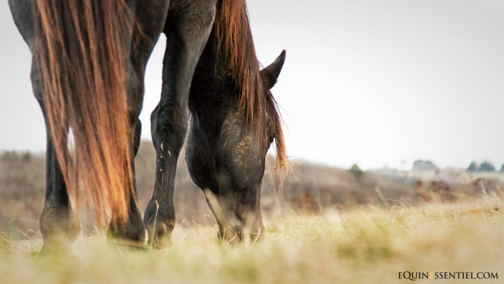 Gestion durable des prés et pâtures des chevaux